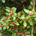 Distylium racemosum feuille fleur